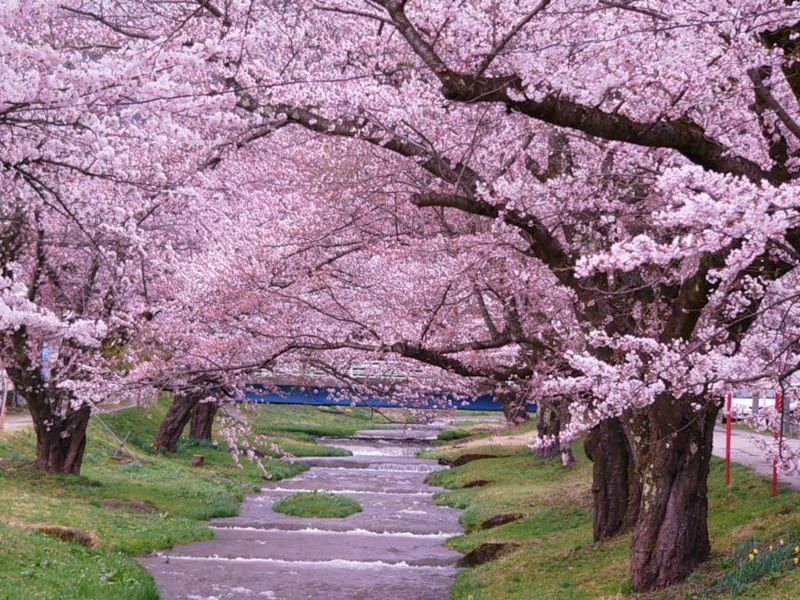 Сезон цветения сакуры в Японии